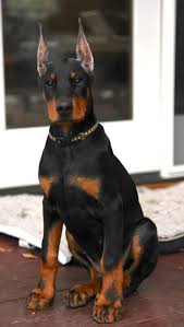 Puppy spot is an online service that lists individual puppies for sale on their website instead of just individual breeders. Doberman Pinscher Puppies For Sale In 2021 Doberman Pinscher Dog Doberman Pinscher Puppy Doberman Dogs