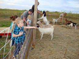 Passed out one night during a late shoot. Petting Zoo Farm Animals Picture Of Louisburg Cider Mill Tripadvisor