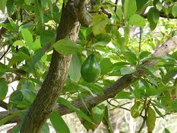 Check spelling or type a new query. Avocado Trees And Fruits Botanical And Historical Facts Owlcation