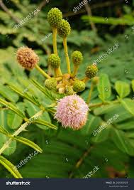 Image result for Mimosa pigra