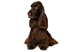 Please get in touch if you would like to be included in our best american cocker spaniel breeders in arizona (az). Field Spaniel Puppies For Sale In Phoenix Arizona Adoptapet Com