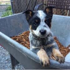 Australian cattle dog puppies grow up to be extremely powerful, agile and active dogs. Australian Cattle Dog Puppy Dog For Sale In Roy Washington