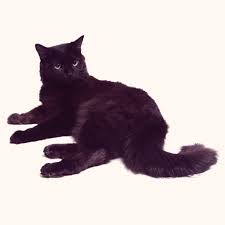 The various names registered for this cat during its. Chantilly Tiffany Cat Choose A Breed That Suits You Petcarerx Com