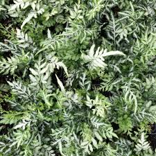 Image result for Pteris kivuensis