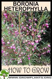 Boronia Heterophylla How To Grow Care