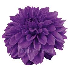 Maybe you would like to learn more about one of these? Dahlia Dahlia Flower Dahlias For Sale Red Dahlia Wholesale Flowers