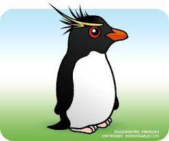 Rockhopper Penguin | Rockhopper Penguin, Penguins, Penguin Drawing