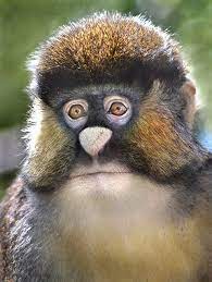 Monkey Moustache Bizarre Animals Unusual Animals Interesting Animals