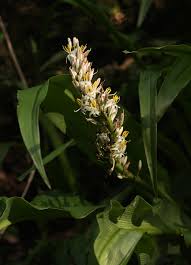 Image result for Chlorophytum macrophyllum