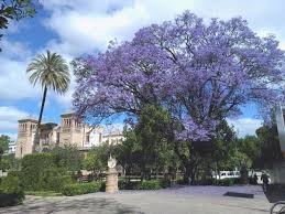 Guide tecniche e tutorial sulla coltivazione. Informazioni Sulla Coltivazione La Cura E Gli Usi Dell Albero Di Jacaranda Lafalda It
