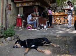 Some vaccines are approved for a period of one year and others for three years. How A Dog Bite In India Almost Cost Me My Life The Independent The Independent