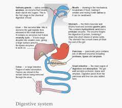 Digestive System