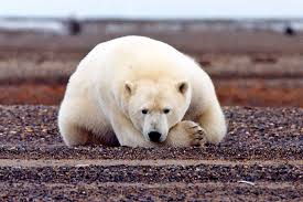 Trump Weakens Endangered Species Protections Making It Harder To Consider Effects Of Climate Change En 2020 Refuge Animalier Ours Polaire Photo Chien
