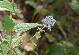 Image result for Rhamnaceae