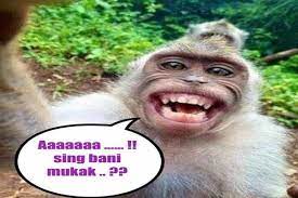 Share the best gifs now >>>. 7 My Saves Ideas Spongebob Faces Funny Monkey Pictures Spongebob Gif