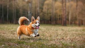 Corgi Breed Guide: History, Characteristics & Care Tips | Pawlicy Advisor