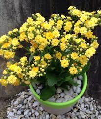 Kalanchoe Blossfeldiana Calandiva Tomott Korallvirag Kalanchoe Blossfeldiana Madagaszkarrol Szarmazo Pozsgas Nove Plantas Suculentas Paisagismo Suculentas