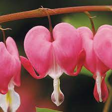 Love Themed Flowers Amazing Flowers Flowers Flower Garden