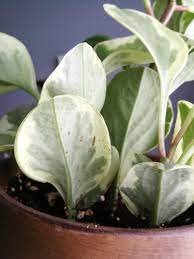 I recently purchased a watermelon peperomia from a local nursery. Brown Spots On Peperomia Plantclinic