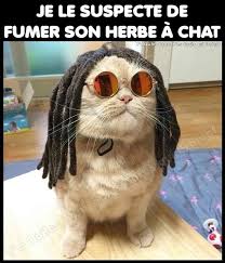 Chat Va Fumer La Page Du Stoner Facebook