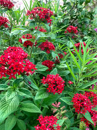 Image result for Pentas