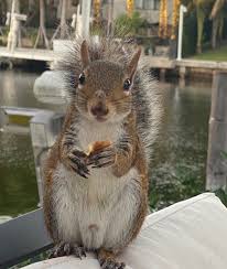 Image result for squirrel poop
