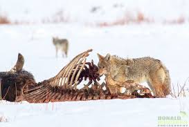 A scavenger animal is an animal that relies in large part on eating dead animal or plant matter. The Importance Of Scavenger Animals In An Ecosystem
