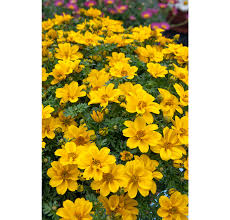 Image result for foto Dvouzubec