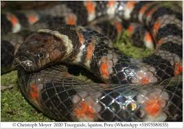 Image result for Hydrops triangularis