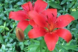 We have now placed twitpic in an archived state. Aaa Photo Session Flowers Your Aaa Network