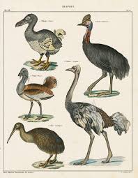 Bird That Looks Like An Ostrich Dodo Extinct Cassowary Ostrich Kiwi From Bird Egg Prints By Lorenz Oken 1843 Wildlife Prints Bird Bird Prints