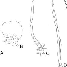 Image result for Stomatanthes sp.no.1