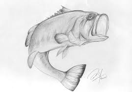 Draw two curved lines in a sideways y shape to outline the edges of the lips. How To Draw Cool Fish Novocom Top
