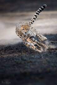 The Chase Wildlife Photography National Geographic Wildlife Animals Wild Cats
