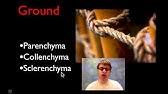Maybe you would like to learn more about one of these? Plant Cells Crash Course Biology 6 Youtube