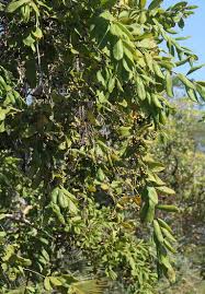 Image result for Crossopteryx