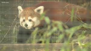 This remarkable record has crowned zoo knoxville as the red panda breeding capital of the world! Huge Crowds Pack Zoo Boise For This Year S First Free Day Wbir Com
