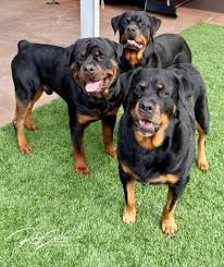 Image result for Rotala gossweileri