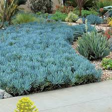 Blue Chalk Sticks Blue Stick Succulent Senecio Mandraliscae Live Plant Succulent Landscaping Front Yard Succulent Landscape Design Xeriscape Front Yard