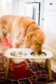 Like humans, dogs have specific caloric requirements and need certain vitamins and minerals to stay healthy. Homemade Dog Food Recipe College Housewife