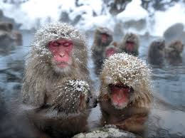 At some point, the apples in the valley began to fall into a nearby hot spring, and the monkeys started taking a dip into the water to fish them out. Macaques Might Make Monkeys Of Us All The Japan Times