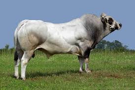 Please, add new entries to the dictionary. Razza Bovina Piemontese Fassona Breve Prontuario Per Difendersi Dalle Fake News Agroalimentari Terraoggi It