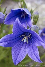 Balloon Flower Or Chinese Bellflower Platycodon Grandiflorus A Summer Flowering Herbaceous Perennial Native To Balloon Flowers Purple Garden Amazing Flowers