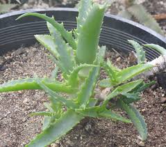 Image result for Aloe arborescens × inyangensis