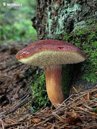 Image result for Boletus badius
