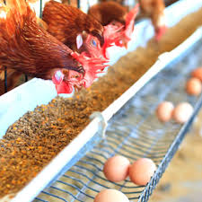 Check spelling or type a new query. Peternak Ayam Petelur Home Facebook