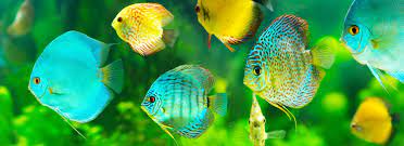 123251) not evaluated cites (ref. Diskusfische Im Aquarium