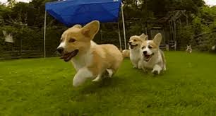 It doesn't get much more adorable than corgis. Pin On Running