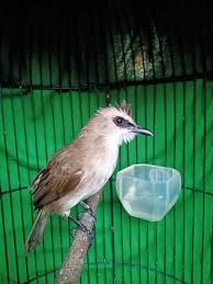 Flamboyan jantan biasanya memiliki warna paruh bawah yang lebih gelap. 100 Gambar Burung Garuda Hantu Elang Merak Dll Lengkap