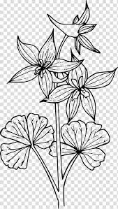 Watercolor Flower Drawing Doodle Larkspur Coloring Book Line Art Painting Watercolor Painting Transparent Background Png Clipart Hiclipart Over 90 larkspur pictures to choose from, with no signup needed. watercolor flower drawing doodle